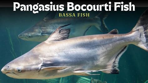 Pangasius Fish: What You Need to Know .